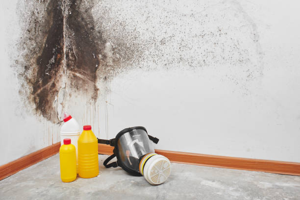 Best Residential Mold Remediation in Richmond Hill, GA