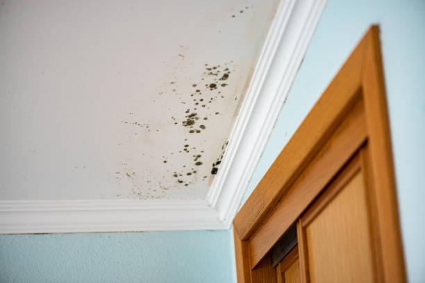 Best Industrial Mold Remediation in Richmond Hill, GA