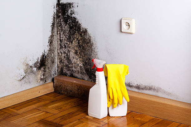 Best Residential Mold Remediation in Richmond Hill, GA