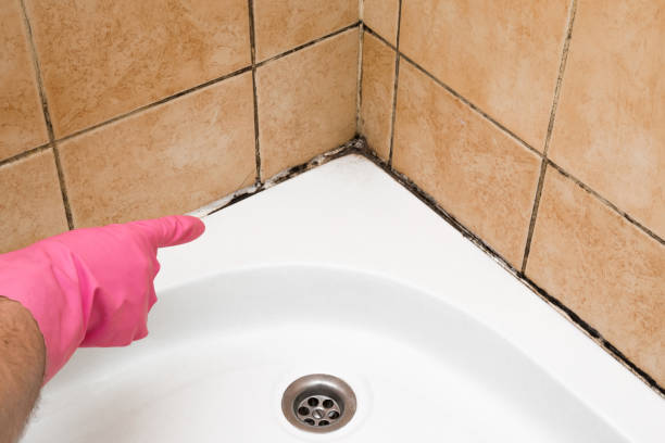 Best DIY Mold Remediation Support Services in Richmond Hill, GA