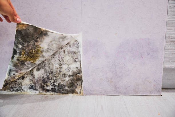 Best Mold Remediation for Schools in Richmond Hill, GA
